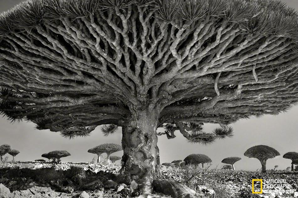 陈皮可以和桑葚一起泡吗