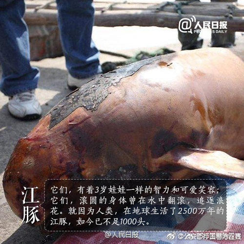 发芽的土豆可以吃吗有没有毒