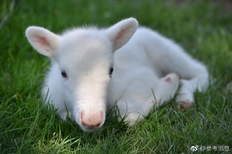 吃了发苦的橙子怎么办