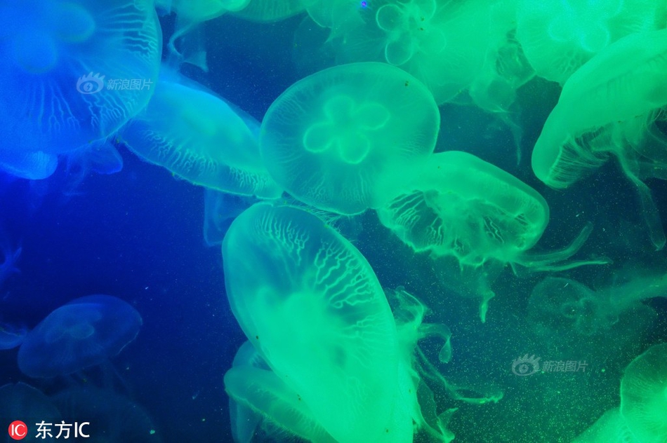 野生螃蟹的寿命有多长