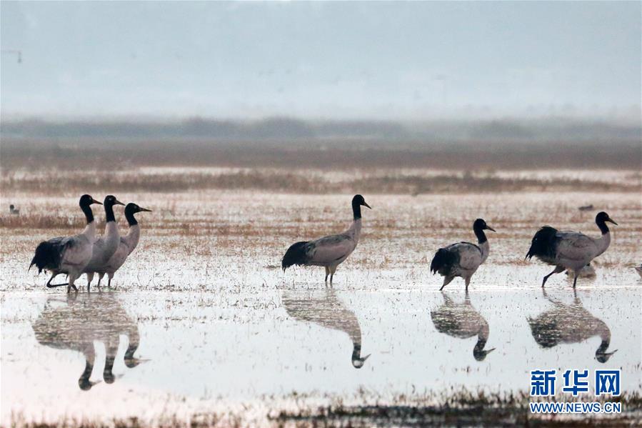 室内最有效的驱蚊方法