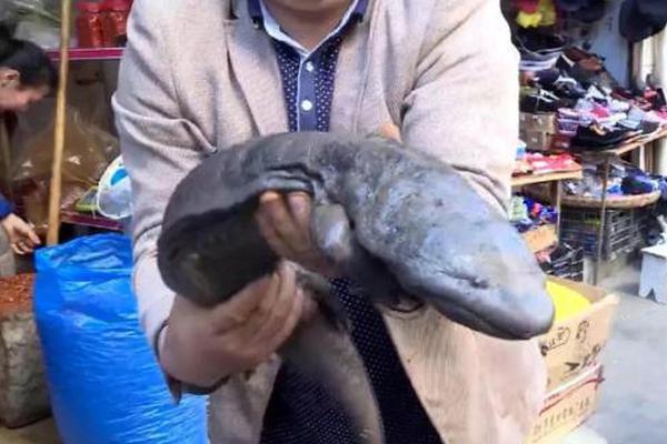 蛐螋虫咬人吗有毒吗