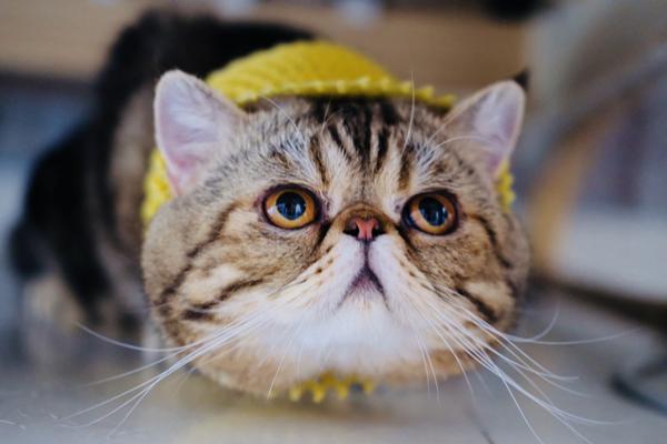 月饼为什么保质期那么长