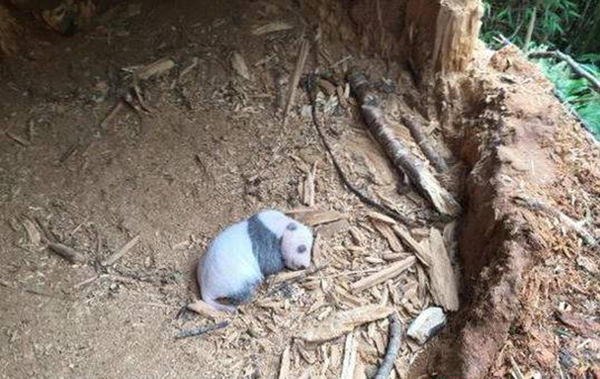 爱媛38号果冻橙是什么时候成熟