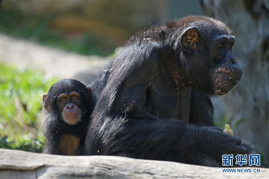 昏睡红茶是什么梗