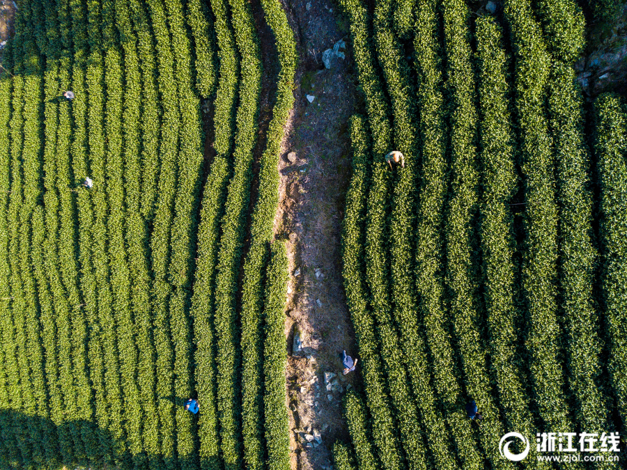 蟋蟀靠什么发出声音