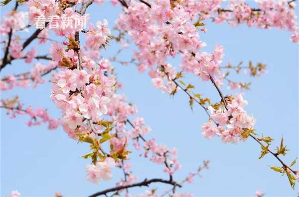 情深意长歌曲原唱