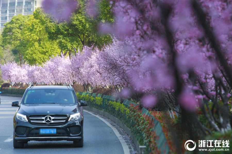 菜地蚂蚁用什么药可以杀死